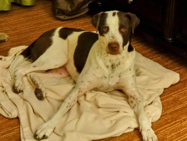 /images/uploads/southeast german shorthaired pointer rescue/segspcalendarcontest2021/entries/21906thumb.jpg